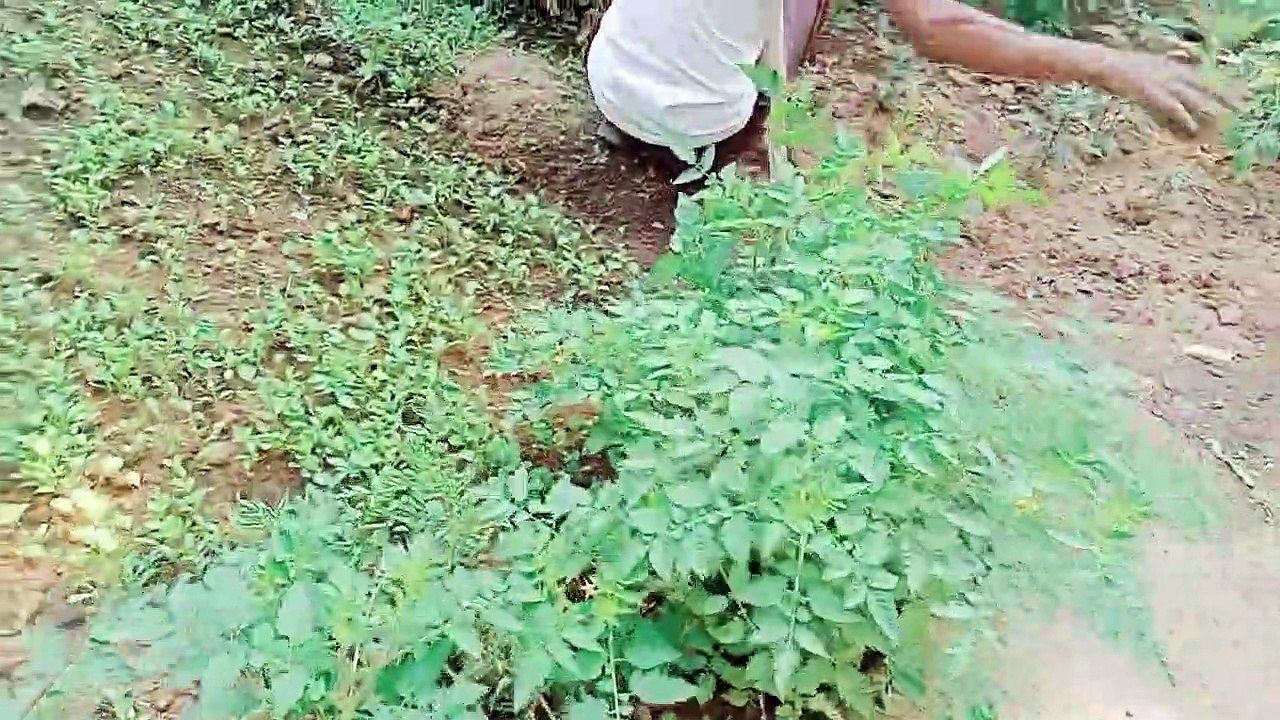 बुआ का घर और उनका बगान ☺️| Farming vlogs | India Vlogs ❤️