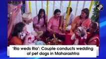 ‘Rio weds Ria’: Couple holds wedding of pet dogs in Maharashtra