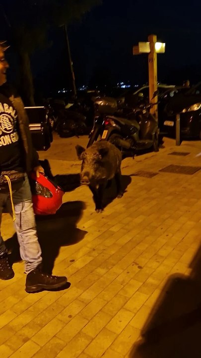 Man Bullied by Boars