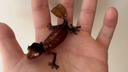Reptile breeder uses gift of transition to show the life cycle of a Satanic Leaf-Tailed Gecko