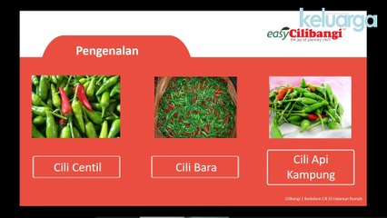 E-Keluarga Gader Cili Di Halaman Rumah