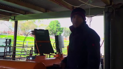 Sheep using electronic identification (eID)