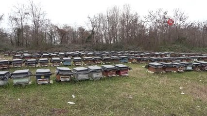 Küresel ısınma arıları da etkiledi: Uyuması gerekirken uçuyorlar