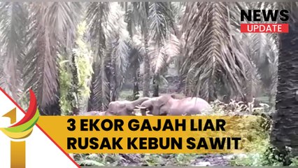 Tiga Ekor Gajah Liar Merusak Perkebunan Sawit Milik Warga di Desa Talau