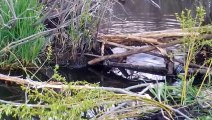 Catch GIANT Wild Canadian Beavers - Trap, Clean, Cook, Eat