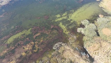BEYŞEHİR GÖLÜ, CAN ÇEKİŞİYOR