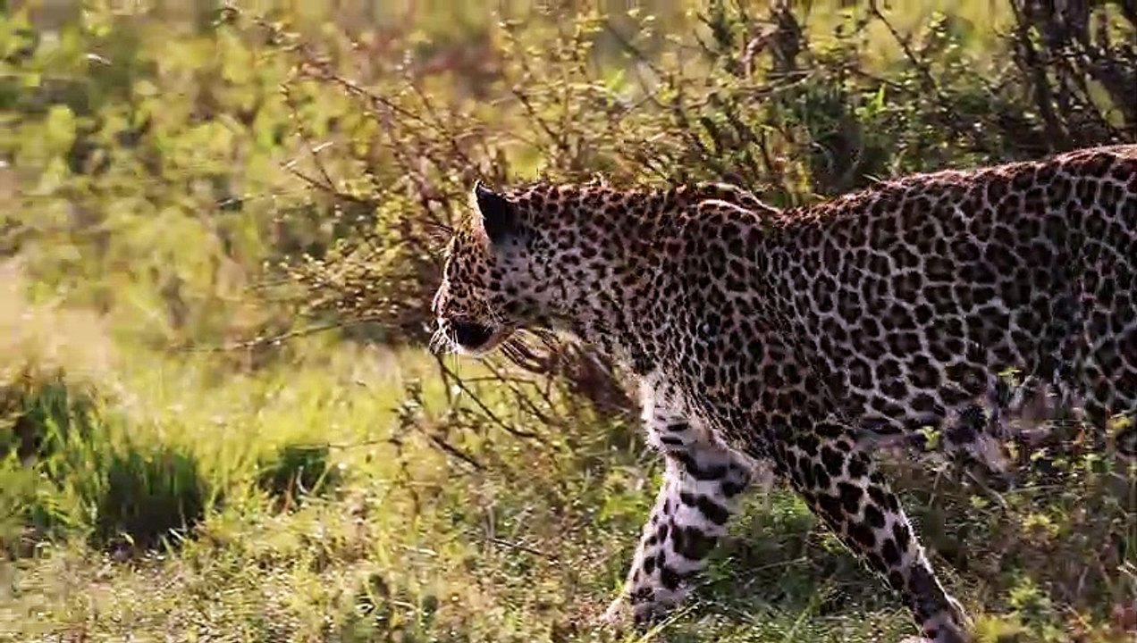 Leopards of the Maasai Mara, Africa