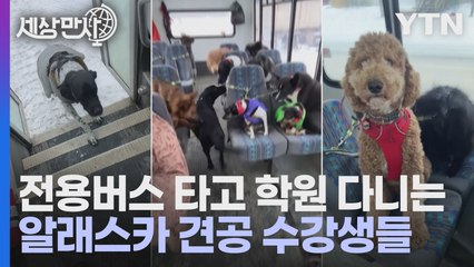 [세상만사] 개 전용버스 타고 학원 가는 반려견들 / YTN