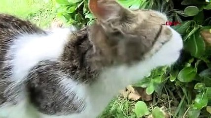İstanbul'daki kedi düşmanı geri döndü!