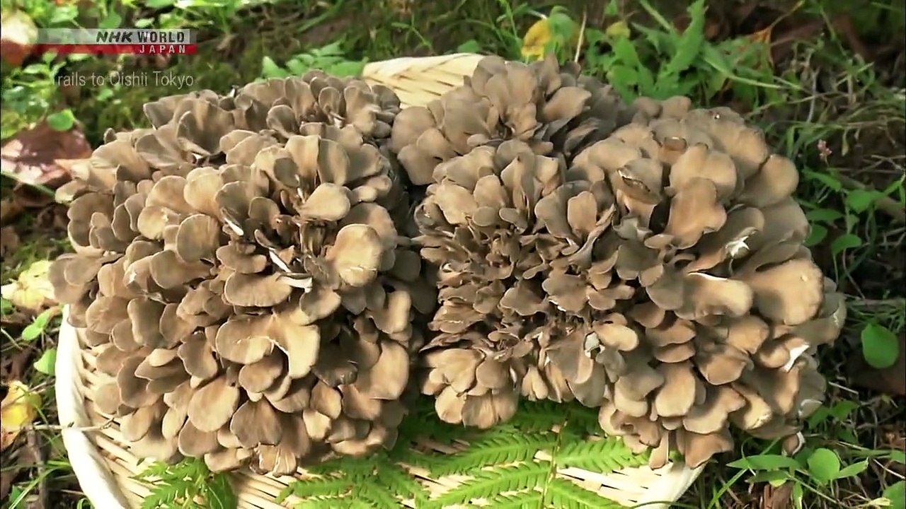 TRAILS TO OISHII TOKYO - MAITAKE