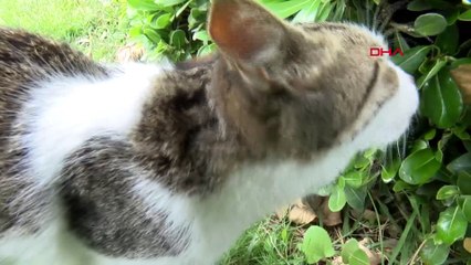 Küçükçekmece'de kediyi darp eden kişi güvenlik kameralarında