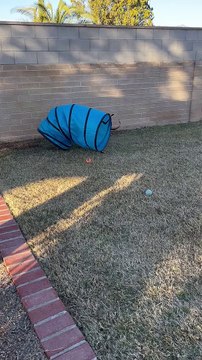 Storm The Heeler Playing in Agility Tunnel