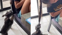 Naughty 3-month-old puppy loves nothing more than playing with human sister's hair
