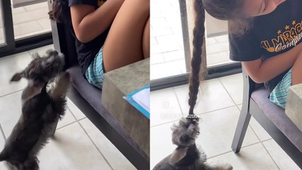 Naughty 3-month-old puppy loves nothing more than playing with human sister's hair