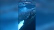 Feeding humpback whale narrowly avoids divers