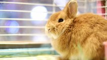 Evcil Tavşanlar Çin Tavşan Yılı'nda Popülerlik Kazanıyor