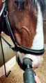 A horse enjoys having his nostrils massaged | Hourse Video 2023 | #horselover #horseshorts #hourse