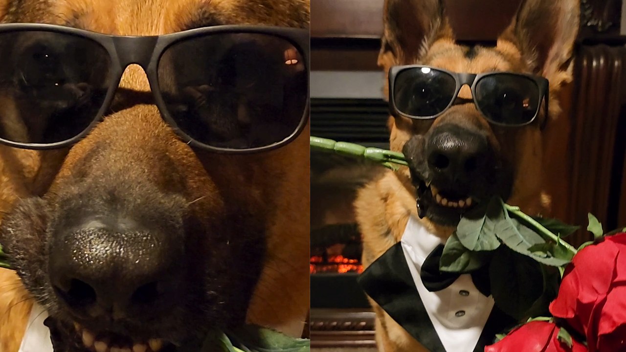 Mr. Steal Yo Girl is all set for a Ter-RUFF-ic date night