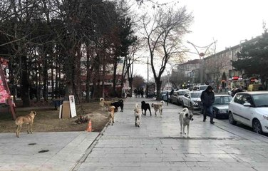 Erzincan'da hayvan barınağı, sosyal medyaya düşen görüntülerle gündem oldu