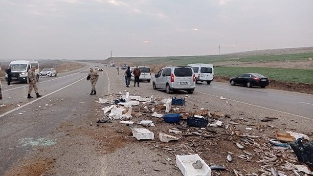 Kilolarca balık yola saçıldı