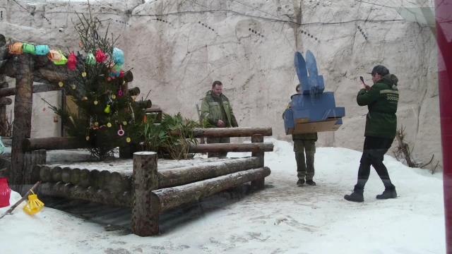 Dev Pandalar, Moskova Hayvanat Bahçesi'nde Özel Çin Yeni Yılı İkramlarının Tadını Çıkarıyor