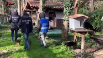 Controlli a raffica in canili e gattili, Nas intervengono anche nel barese