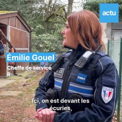 Des policiers sur leurs chevaux à Lyon : c'est quoi cette brigade atypique ?