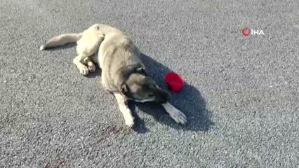 Çarparak yaraladığı köpeği bırakıp yoluna devam etti