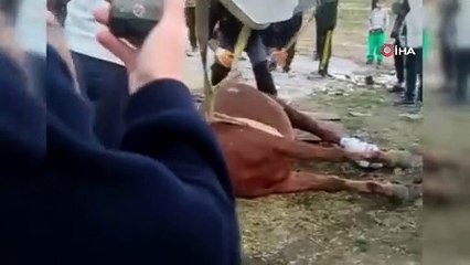 Araç çarpan atı yaşatmak için zamanla yarıştılar