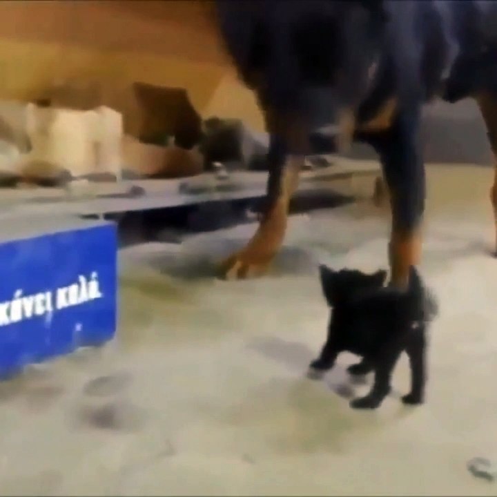 Collection of funny cat videos