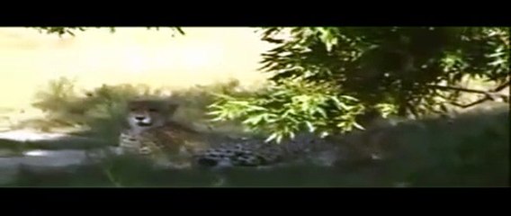 Djuma Kruger Spotter - Watching 3 Cheetah in the Kruger