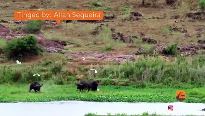 Wild Dogs, Lions and Cheetahs Hunting
