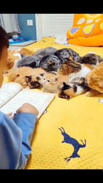 Super adorable cat owner