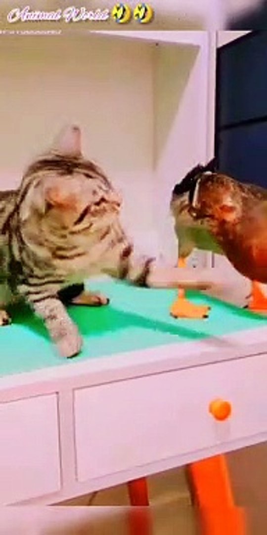 Funny cute animals