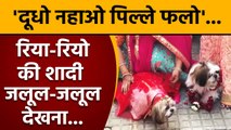 Dog Marriage In Mumbai: Ria और Rio की अनूठी शादी | Dog Wedding In Navi Mumbai | वनइंडिया हिंदी