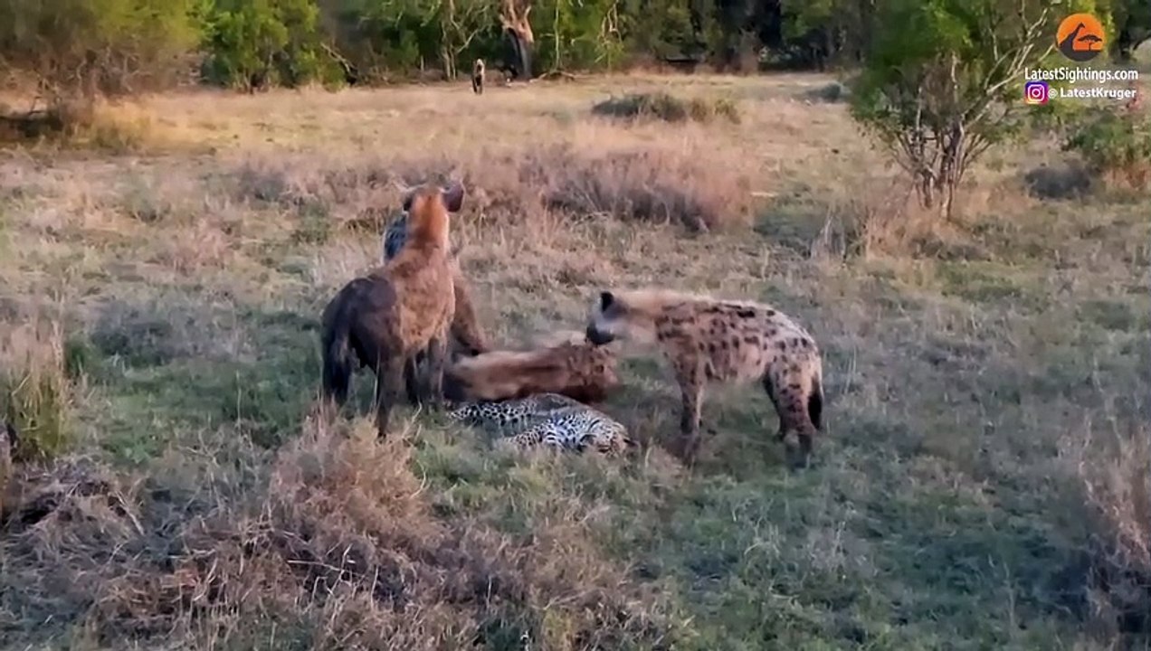 Hyenas Roll All Over Leopard