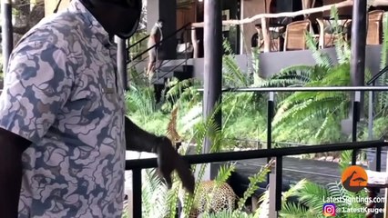 Leopard Walks Amongst People in Restaurant