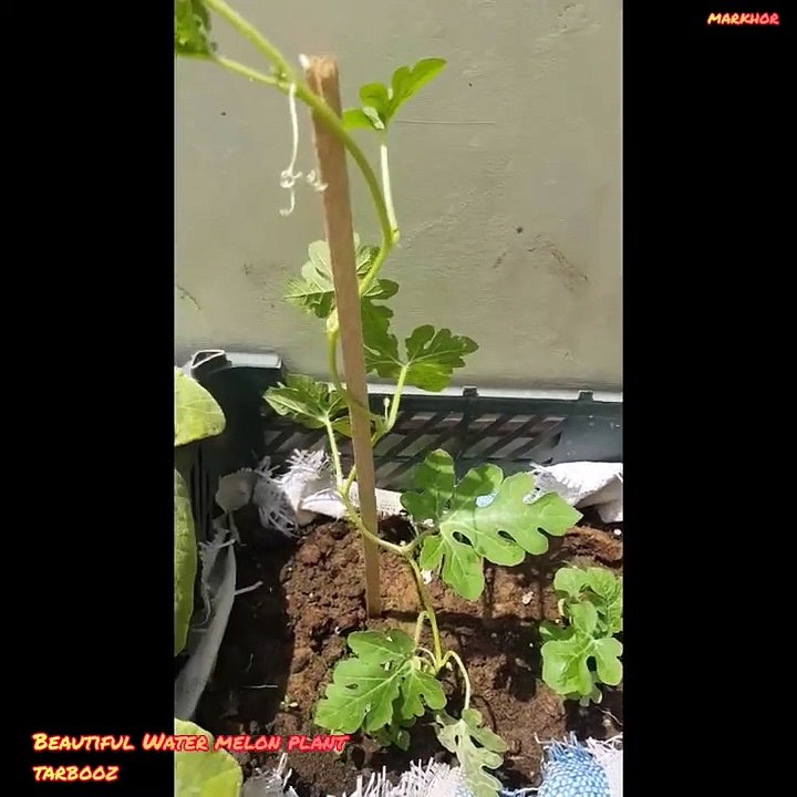 How to grow Watermelon in Pot-Growing Watermelon At Home-How to Grow Watermelon from Seed-markhor