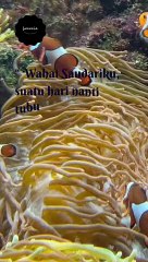 Hari pertamamu memakai hijab#short#shorts#dailymotionshort