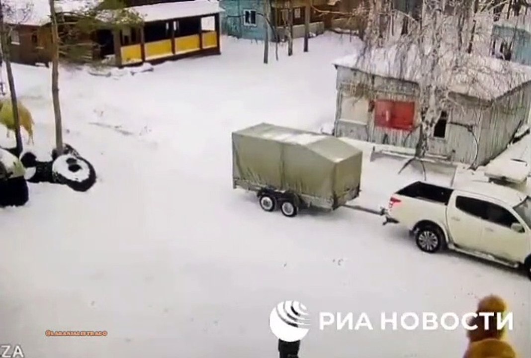 camelo reage a agressão e mata tratador em acampamento de férias na Rússia