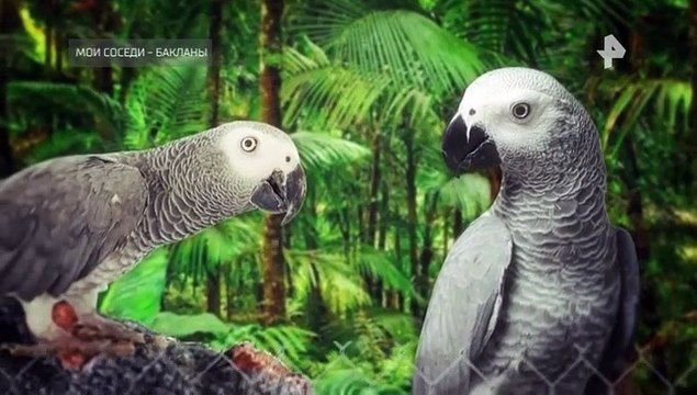 Тайны Чапман (Мои соседи-бакланы)