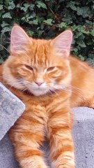 This Clever Cat Makes Video Catcalls to Get Let in the House