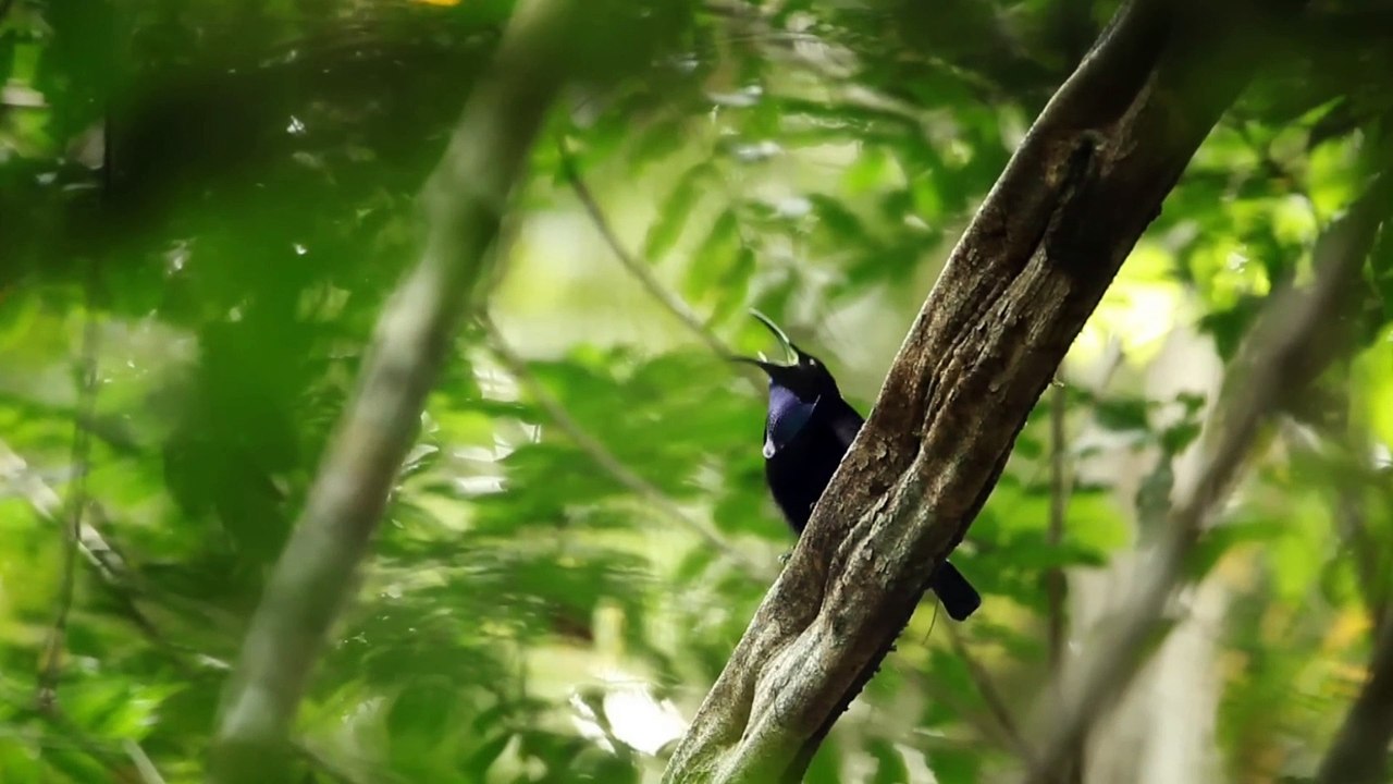 Magnificent Reflebird |