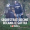Carabinieri NAS: sequestro di decine di canili e gattili
