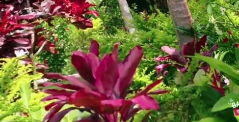 Bachelor in Paradise AU S03E07 – Exciting Episode Recap & Highlights 🌴