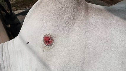 Lumpy Skin Disease | Ongole Cow | Ulcerated Skin nodule | LSD