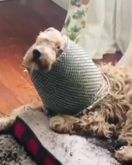 10 Top 10 Naughty Animals That Should Know Better 🐾