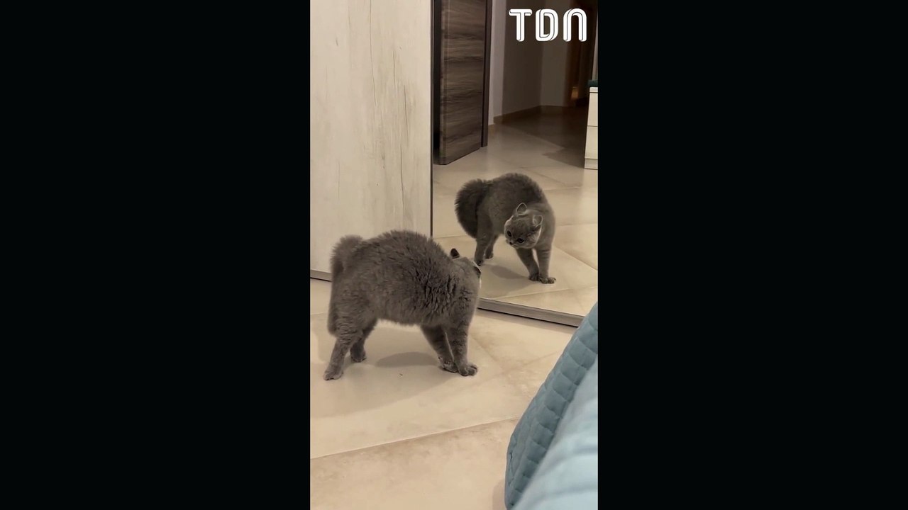 Ce chat essaie de faire peur à son reflet, c'est hilarant