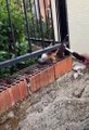 Il sauve un chat coincé dans une brique