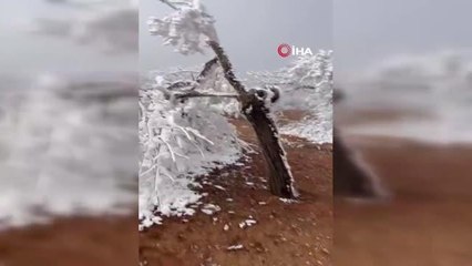 Malatya'da şaşkına çeviren olay: Kırağı ağaçların dallarını kırdı